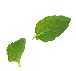 menta